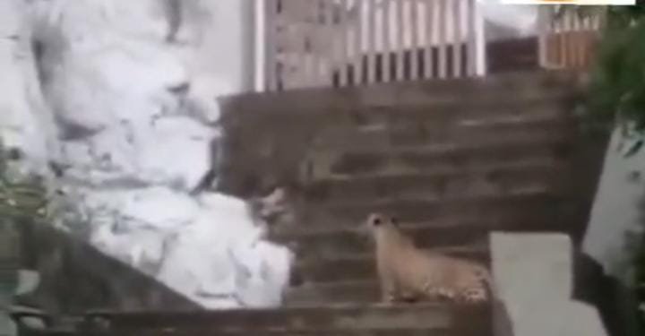 गुप्तेश्वर महादेव मंदिर की सीढ़ियों पर पैंथर दिखा