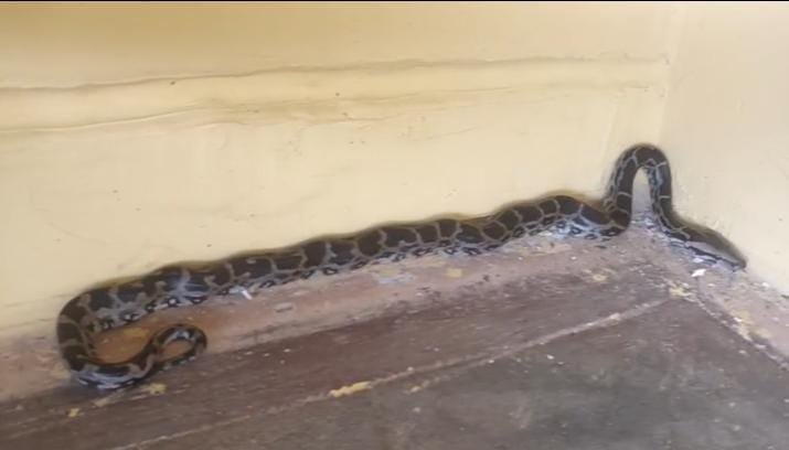 बैठक कक्ष में आ गया अजगर