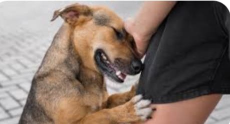 नौ साल के मासूम पर श्वान का अटैक, एफआईआर