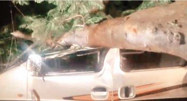 चलती कार पर गिरा पेड़, तीन गंभीर घायल