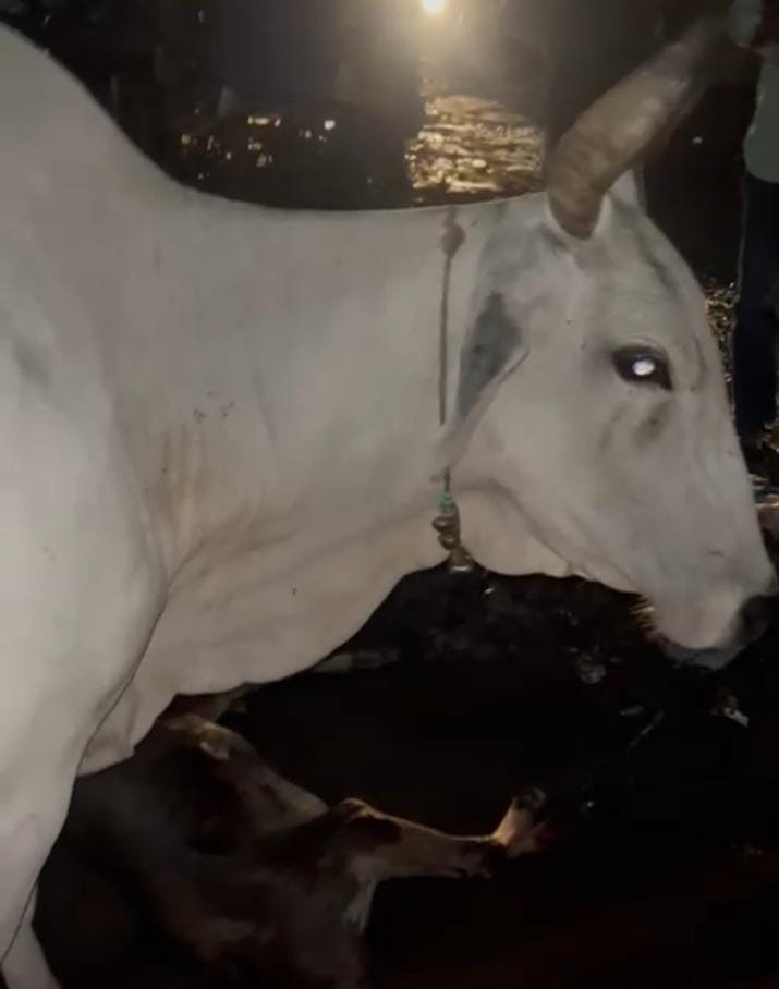 कार सवार ने गाय के बछड़े को कुचला, हुई मौत