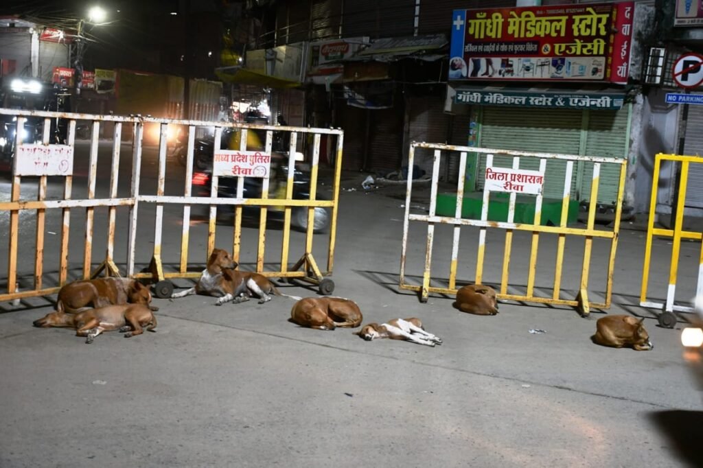 शहर की सडक़ो में आवारा श्वान की धमाचौकड़ी