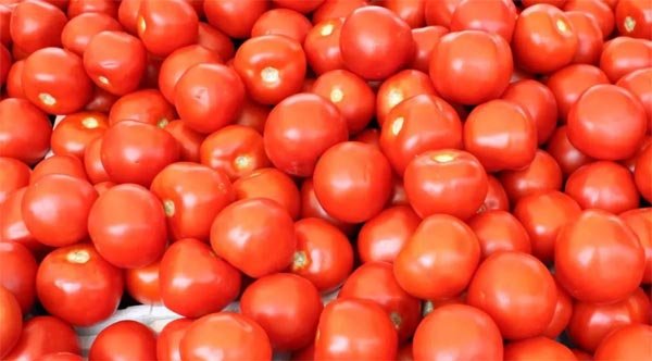 मप्र टमाटर का सबसे बड़ा उत्पादक राज्य, किसानों ने उत्पादन में रचा नया इतिहास