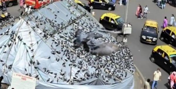 दादर कबूतर दाना स्थल बंद किये जाने के बाद जैन समुदाय ने निकाली नयी तरकीब