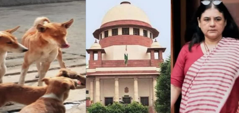‘3 लाख कुत्तों को कहां डालेंगे?’ मेनका गांधी ने सुप्रीम कोर्ट के फैसले पर उठाए सवाल