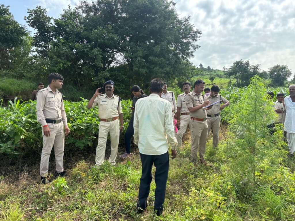 देवरीकला में गांजा खेती:आरोपी गिरफ्तार