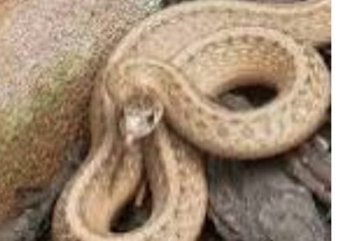 पुलिस स्टेशन में घुसा सांप 