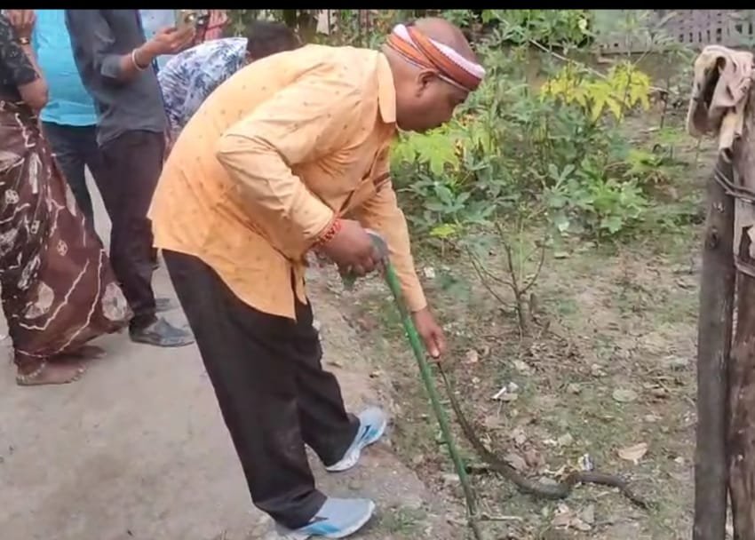 सफेद चूहे को लील गया कोबरा