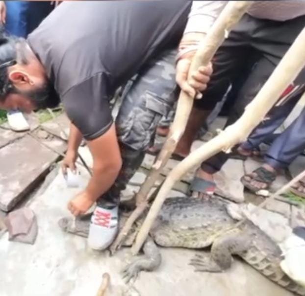 शिवपुरी में पार्षद के घर आधी रात घुसा 5 फीट का मगरमच्छ, सुबह किया रेस्क्यू, डैम में छोड़ा