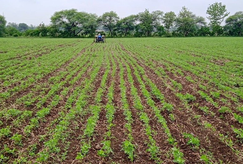 बारिश की लंबी खेंच से बिगड़ रही फसलों की सेहत
