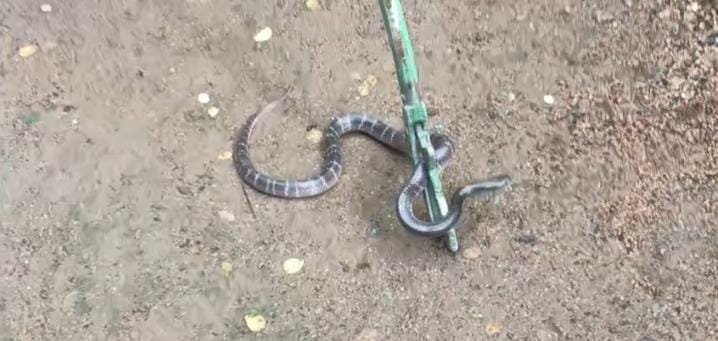 डेढ़ साल की बच्ची के इर्द-गिर्द घूम रहा था खतरनाक सांप