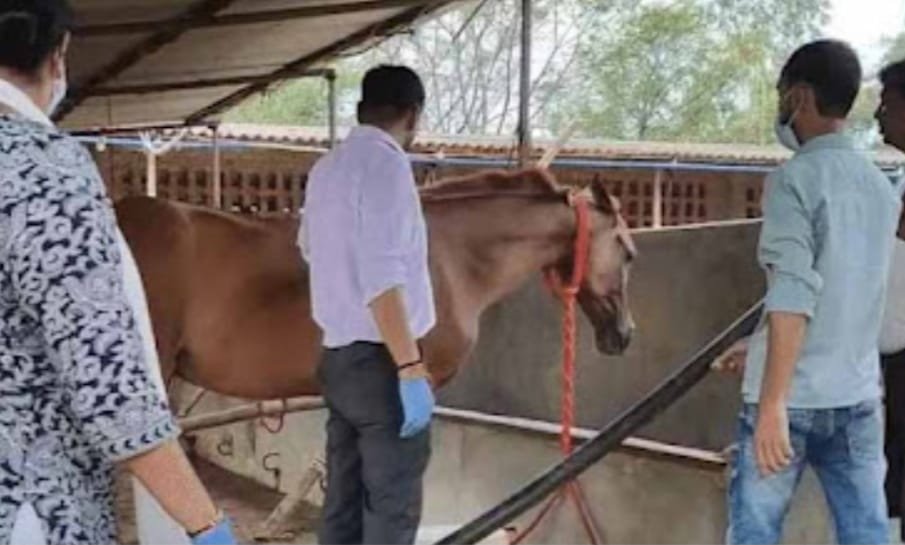 दो सप्ताह में 6 और घोड़ों की मौत
