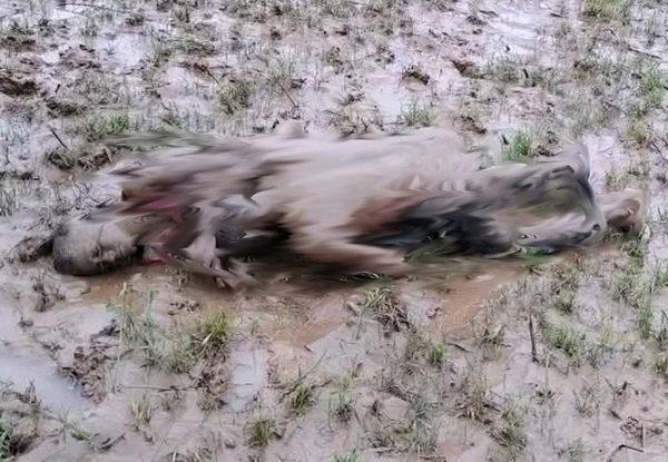 बाढ़ का पानी उतरा तो खेत में चाचा-भतीजे के शव एक दूसरे से लिपटे मिले