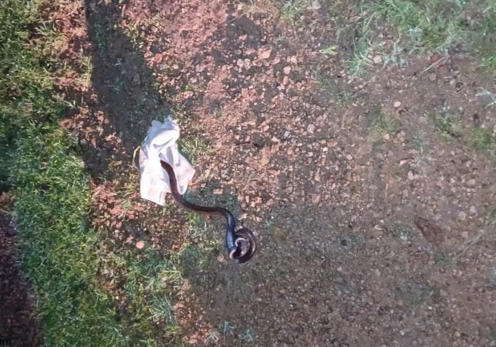 टीकमगढ़ में निकला साइलेंट किलर