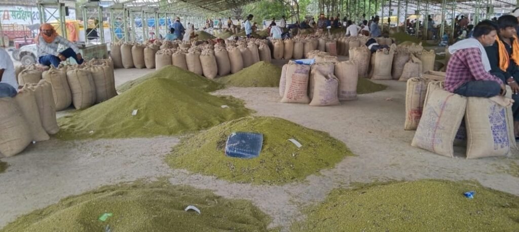 अब मार्कफेड करेगी मूंग और उड़द की खरीदी