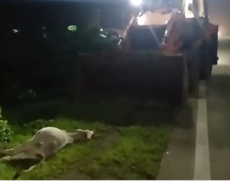 दुर्घटना में 6 मवेशियों की मौत