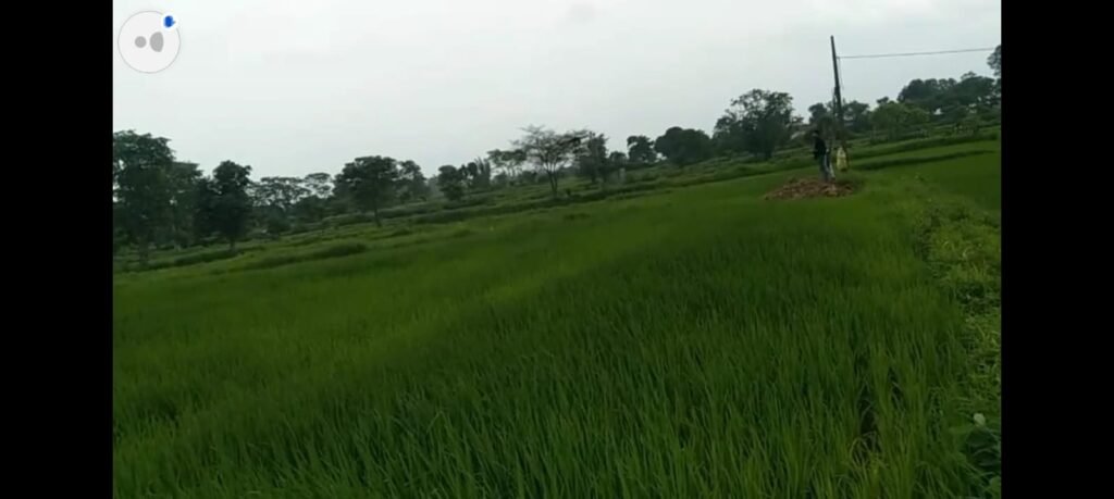 ड्रोन से कीटनाशक और नैनो उर्वरक का छिड़काव, किसानों को मिल रही आधुनिक सुविधा