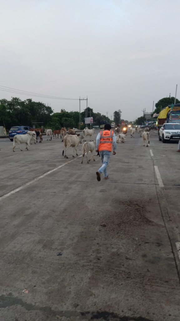 गौवंश बचाने-हादसे टालने: ड्रेस, बेल्ट और डण्डे लेकर तैनात हुए कर्मचारी