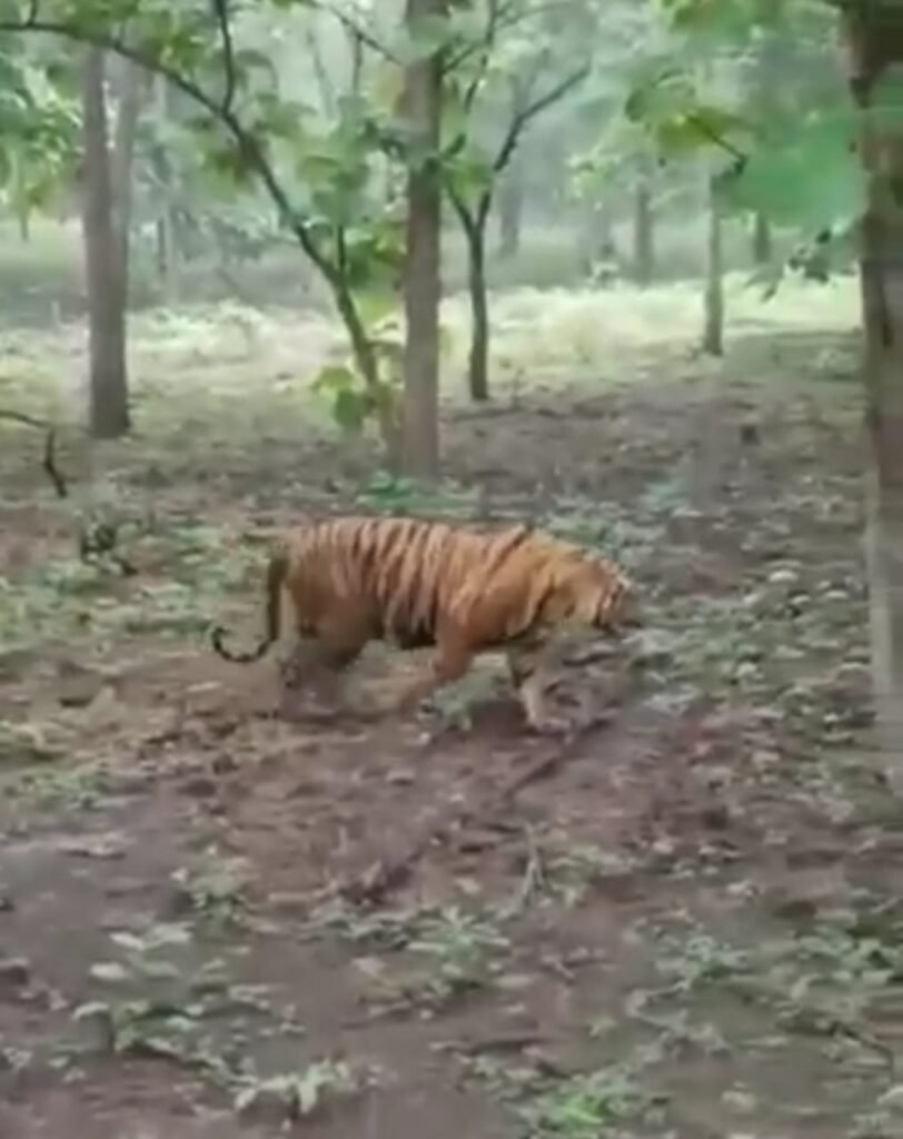 भलैया टोला के जंगल में बाघ की दस्तक से दहशत