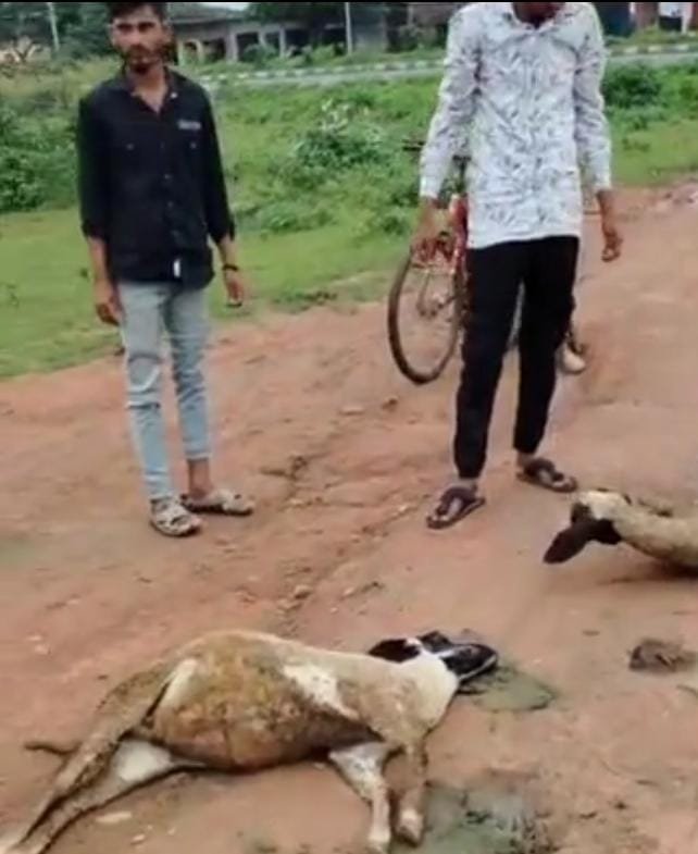 दतिया में आकाशीय बिजली गिरने से 15 भेड़ों की मौत, दो युवक बाल-बाल बचे