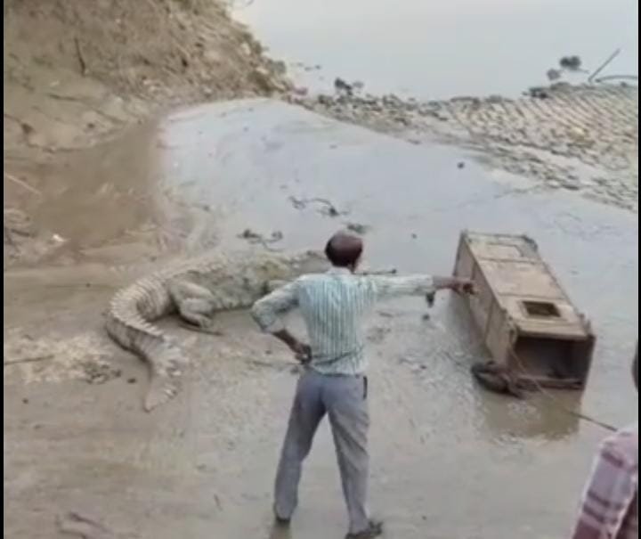 श्योपुर के कालूखेड़ा में मिला 12 फीट लंबा मगरमच्छ, रेस्क्यू के बाद पार्वती नदी में छोड़ा
