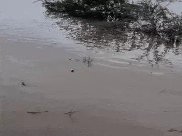 चंबल, सिंध और क्वारी नदियों का जलस्तर गिरा, 50 से ज्यादा गांवों को राहत