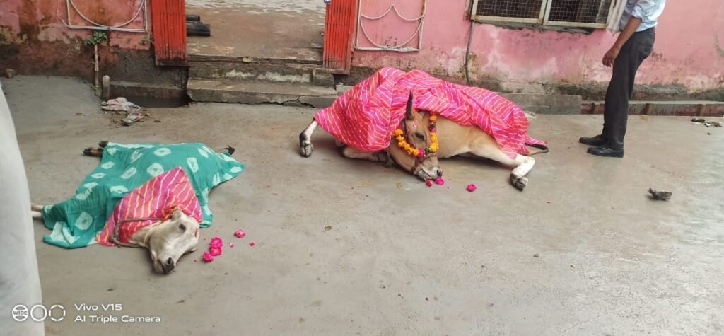 दो गायों की करंट लगने से मृत्यु, बच्चों को भी लगा करंट