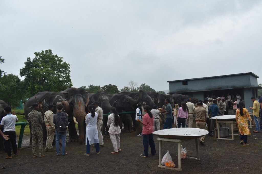 पन्ना टाइगर रिजर्व में हाथी रेजुवेनेशन कैम्प: हांथियों को मेवा एवं फलों का कराया भोजन