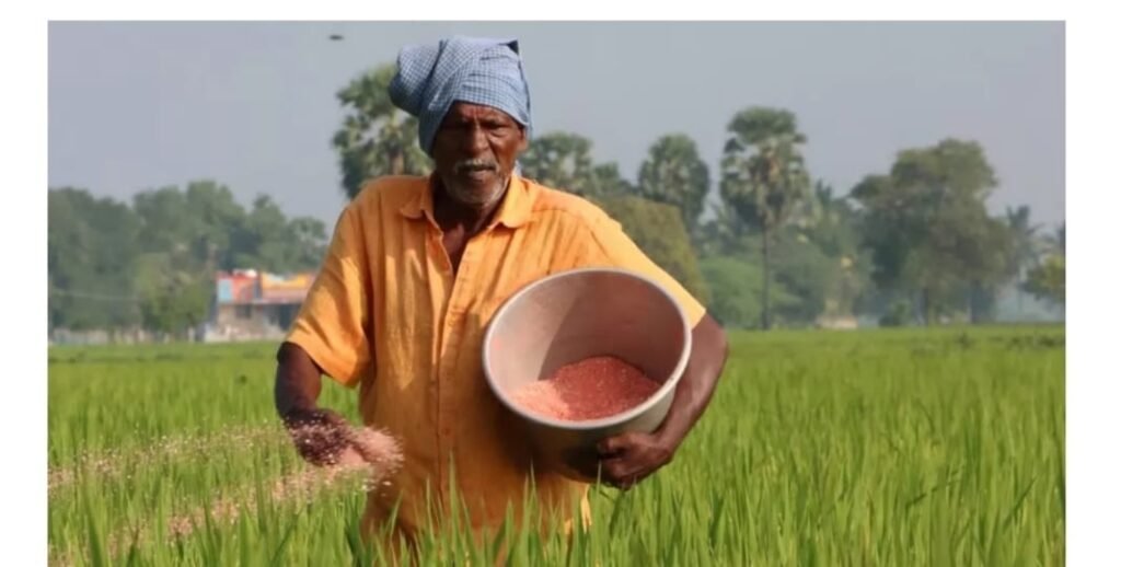कृषि उपसंचालक ने दिए सुझाव: खड़ी फसल में डीएपी खाद डालने से हो सकता है नुकसान