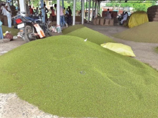 एमएलटी वेयरहाउस में फर्जी मूंग खरीदी मामला: किसानों के दस्तावेजों की जांच जारी