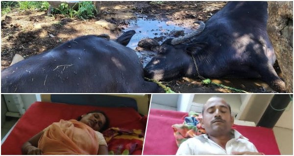 आकाशीय बिजली से दो भैंसों की मौत, तीन लोग झुलसे