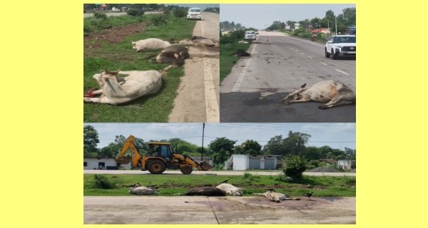 NH-30 पर नहीं थम रही मवेशियों की मौत, रोजाना 15-20 की जा रही जान