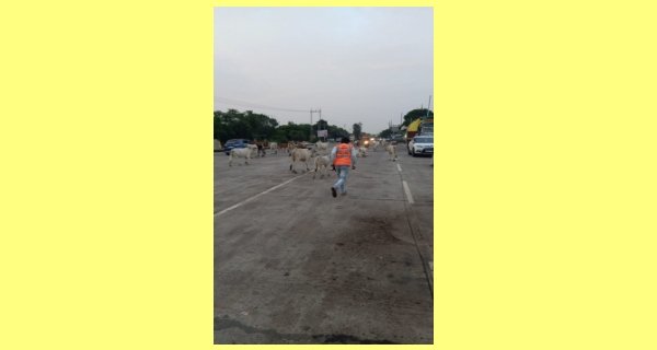सड़कों से गौवंश हटाने पहल तेज, गौशालाओं ने जताई सहमति