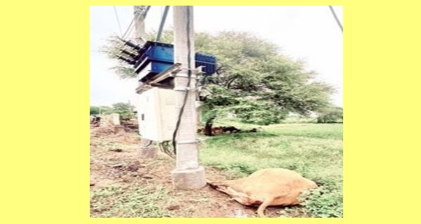 खुले तार की चपेट में आई गाय, मौत के बाद बवाल