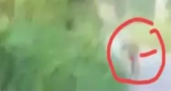 कूनो से निकला चीता रामपुर इलाके में पहुंचा