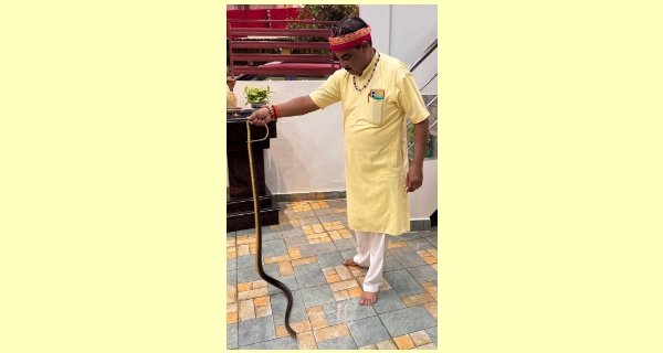 गाय की सार में बैठा था सात फीट लंबा धामन सांप