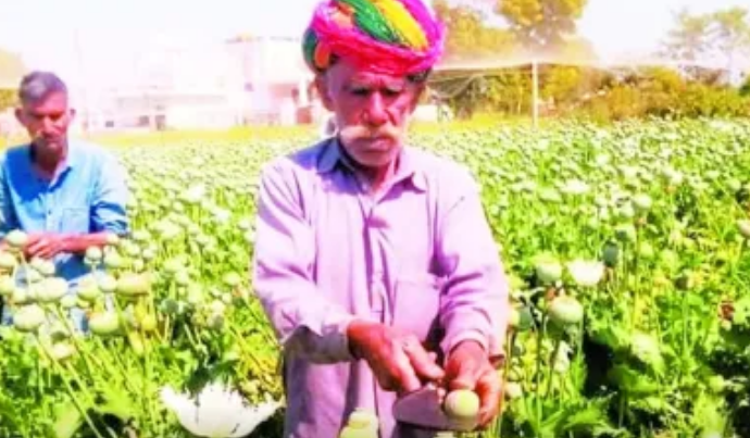 अफीम की खेती की नीति का ऐलान, एक लाख से ज्यादा किसानों को लाइसेंस