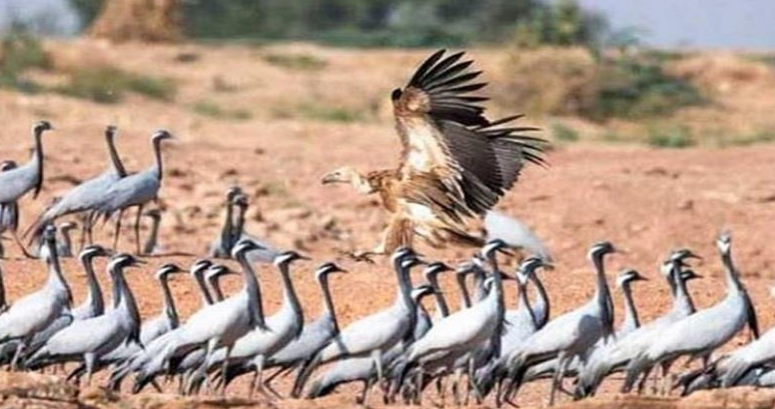 अच्छी बारिश के चलते सितम्बर में ही आने लगे हैं साइबेरियन पक्षी कुरजां