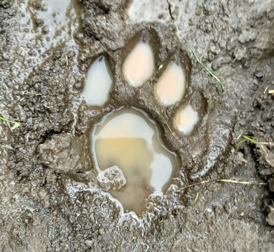 तेंदुए की आहट से ग्रामीणों में दहशत, सर्चिंग जारी