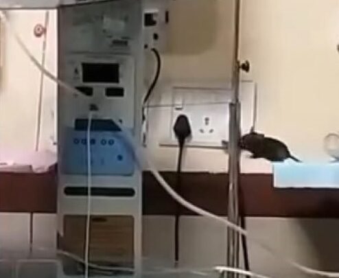 चूहे ने कुतर दिए थे हाथ, नवजात की मौत