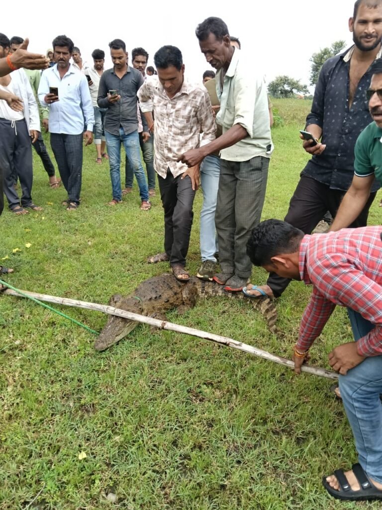 तेज बारिश के चलते मगरमच्छ गांव में पहुँचा, वन विभाग ने किया रेस्क्यू
