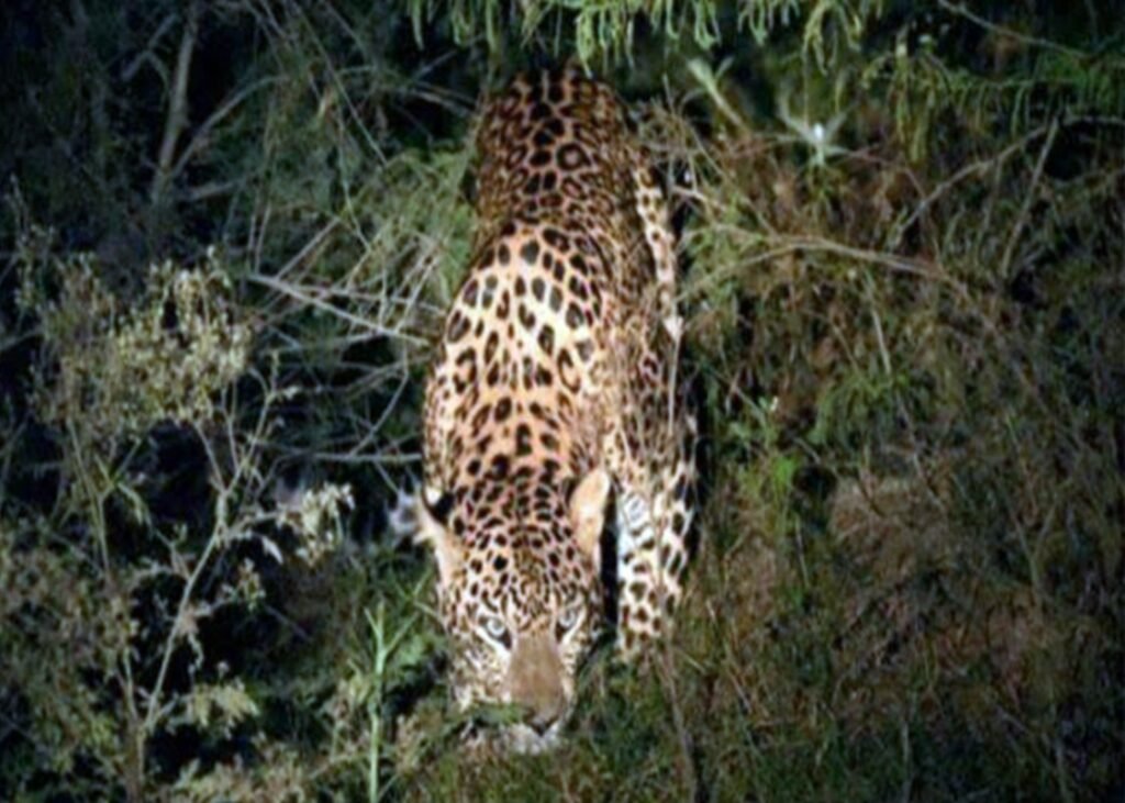 बगदरी फॉल के पास देखे गए 3 तेंदुए, वन विभाग की टीमें अलर्ट मोड पर