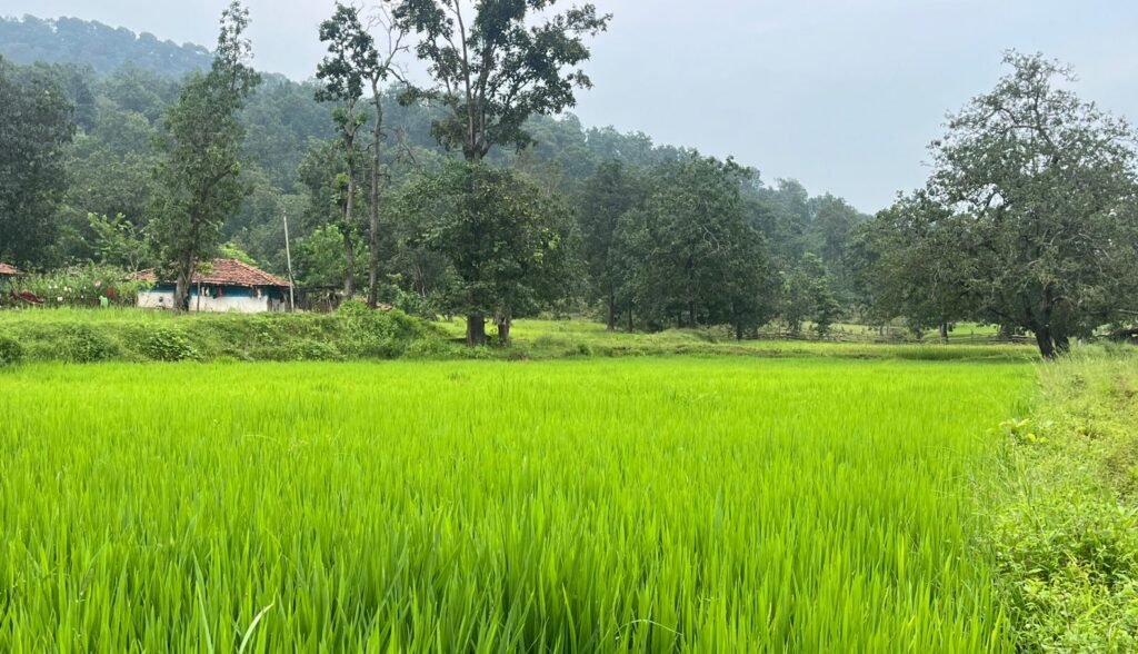 मवई में स्वस्थ हरित क्रांति की दस्तक, युवाओं को मिल सकता है रोजगार
