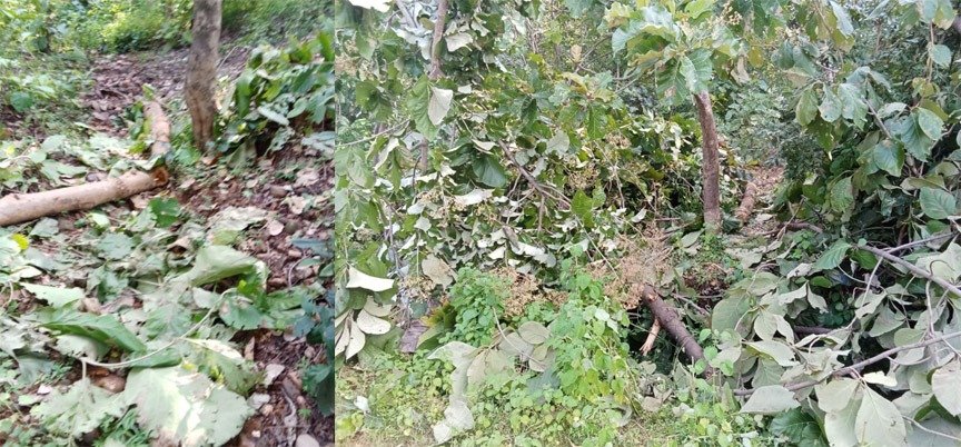 23 नग सागौन की लकड़ी जप्त