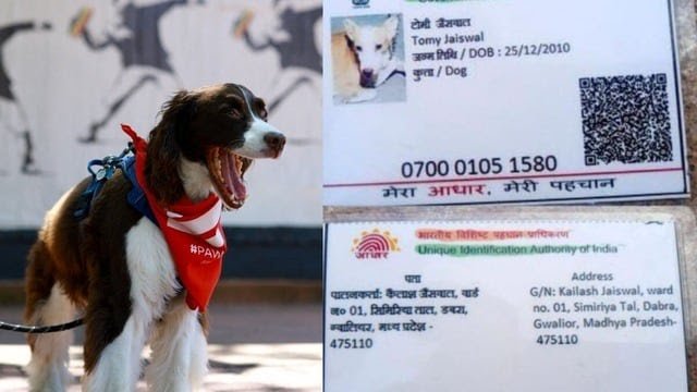 कुत्ते का आधार कार्ड बनने की खबर पूरी तरह असत्य : कलैक्टर चौहान