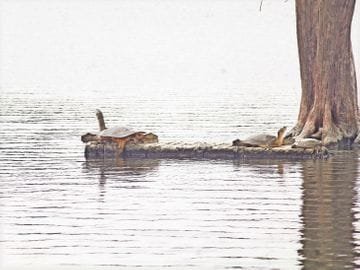 भिंड के गौरी सरोवर में पहली बार दिखे विलुप्त प्रजाति के कछुए