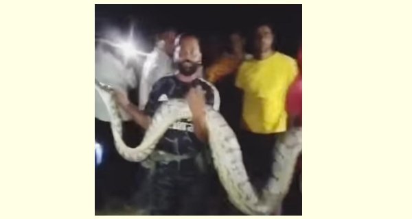 22 फुट लंबे अजगर ने बकरी निगल ली