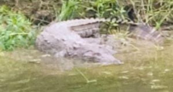 श्योपुर के नालें में दिखा मगरमच्छ, बड़े जल स्रोत से बहकर आया
