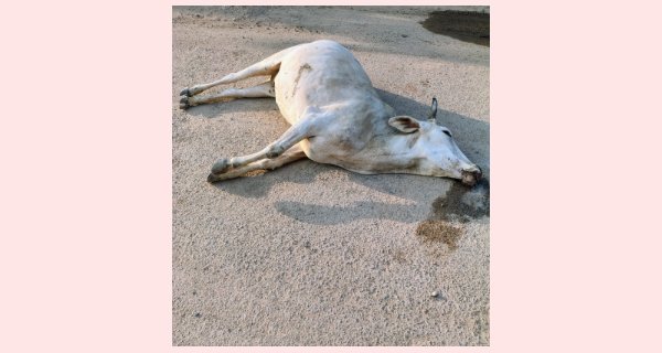 भारी वाहन से गौवंशो का भीषण एक्सीडेंट