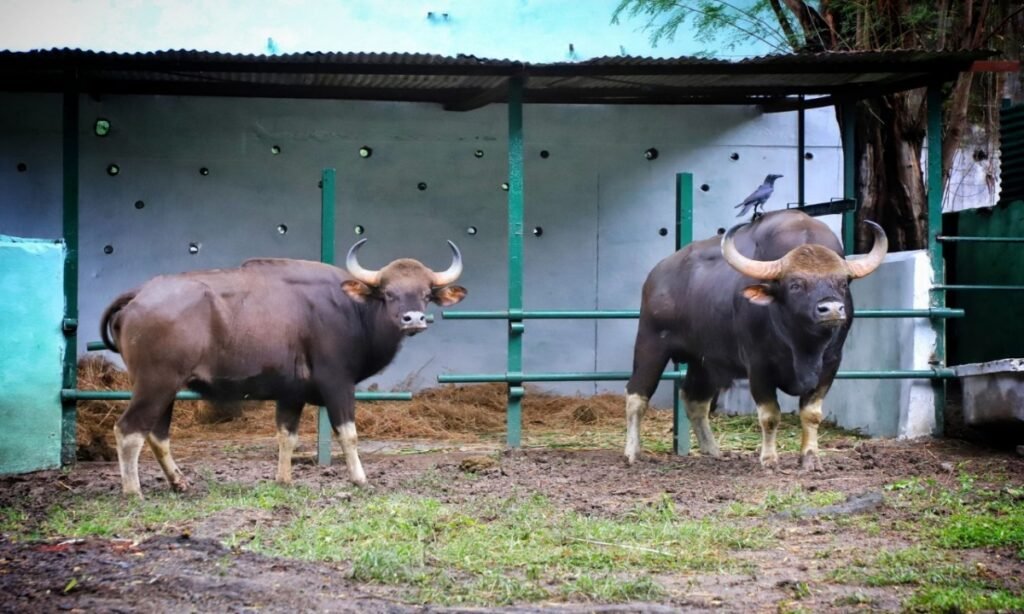 नए एग्ज़ॉटिक जानवरों का स्वागत बायसन और शुतुरमुर्ग के जोड़े शामिल